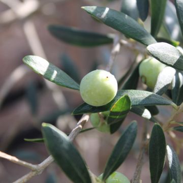 Vanda Estriga - Moita - Real Estate Appraisal