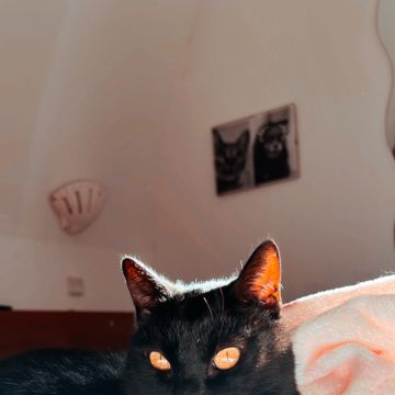 Susana Lopes - Albufeira - Cuidar tus gatos