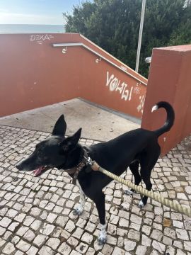 Hotel para Cães