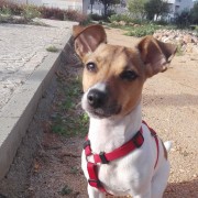 Tavira Pet Sitting - Tavira - Cat Sitting