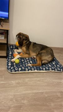 Hotel e Creche para Animais