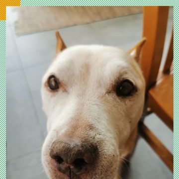Paya Pets | Boarding & Sitting - Seixal - Katzensitter