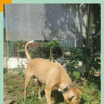 Paya Pets | Boarding & Sitting - Seixal - Katzenpension