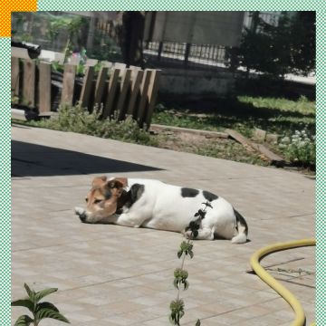 Paya Pets | Boarding & Sitting - Seixal - Haustierbetreuung