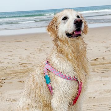 Paya Pets | Boarding & Sitting - Seixal - Hundetagesstätte (Hundesitter)