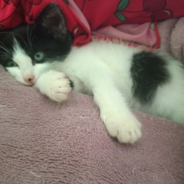 Cia para pets - Loulé - Cuidar tus gatos