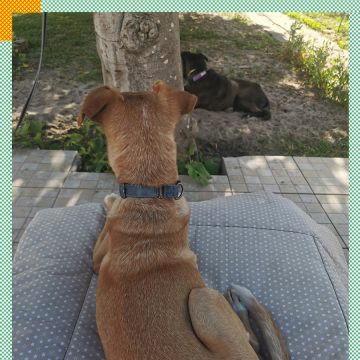 Paya Pets | Boarding & Sitting - Seixal - Tierpension