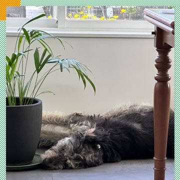 Paya Pets | Boarding & Sitting - Seixal - Tierarzt