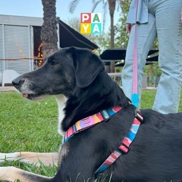 Paya Pets | Boarding & Sitting - Seixal - Hundetagesstätte (Hundesitter)