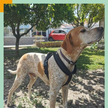 Paya Pets | Boarding & Sitting - Seixal - Hundeausführung