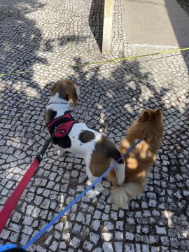 Treino de Cães - Susana Silva - Sintra