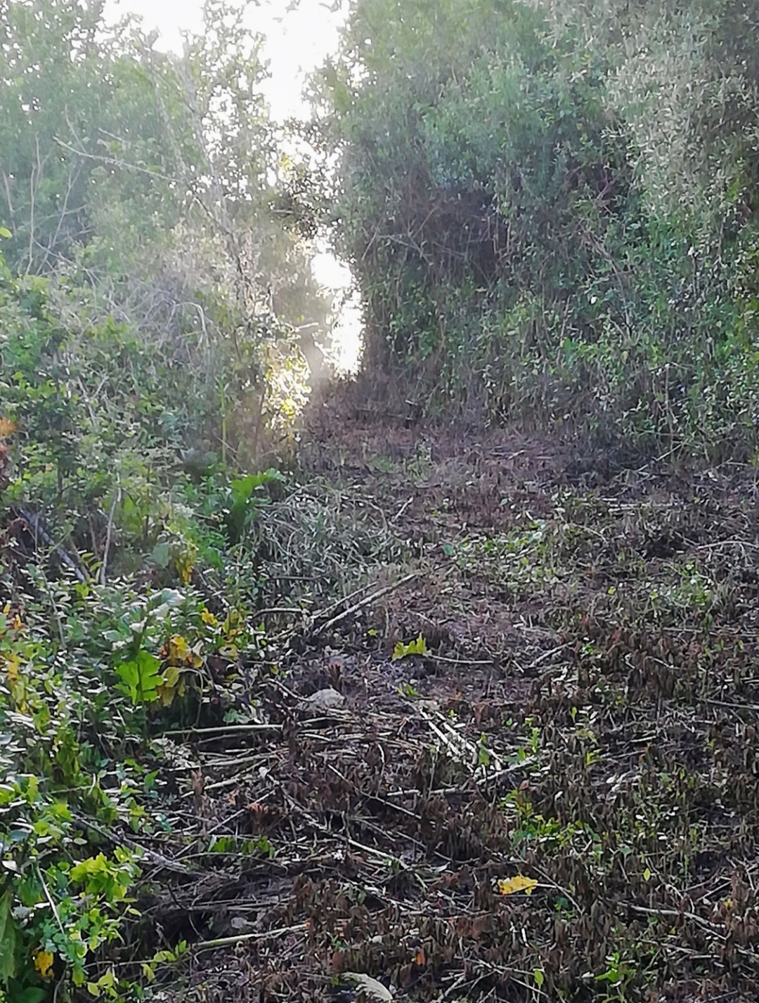 Rafael limpeza de jardins - Vila Nova de Famalicão - Remoção de Arbustos