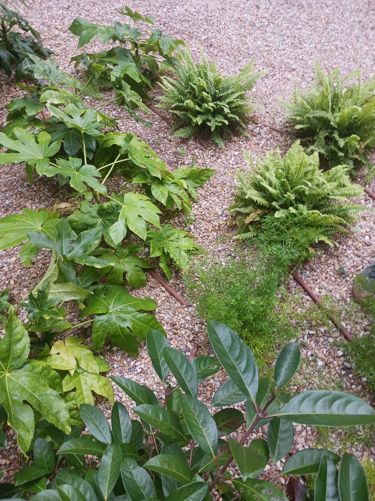 Diogo Gouveia - Garden Keeper - Manutenção de Jardins - Lisboa - Remoção de Arbustos