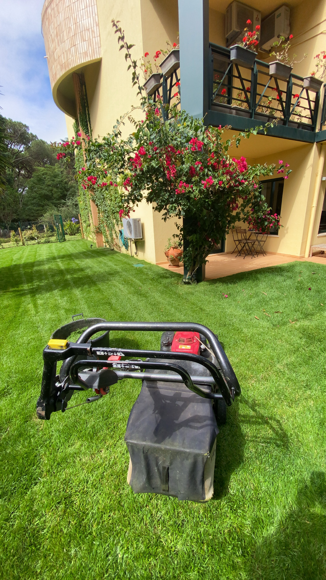 Verde com sede - Cascais - Tree Stump Grinding and Removal