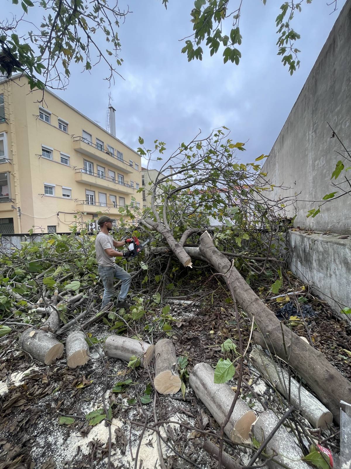 EPO Jadinagem e Construçao - Sintra - Enlèvement de souches d’arbres