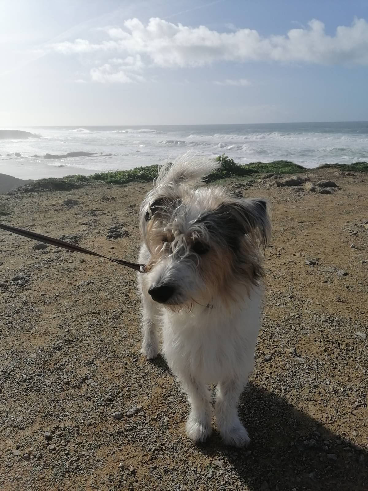 Beatriz Cardoso - Oeiras - Dog Sitting