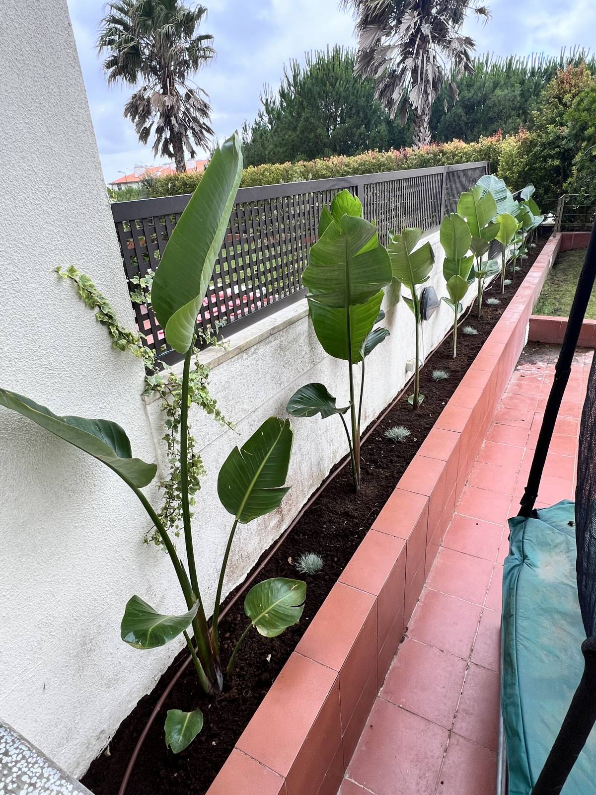 O mundo das plantas - Benavente - Instalación de césped artificial