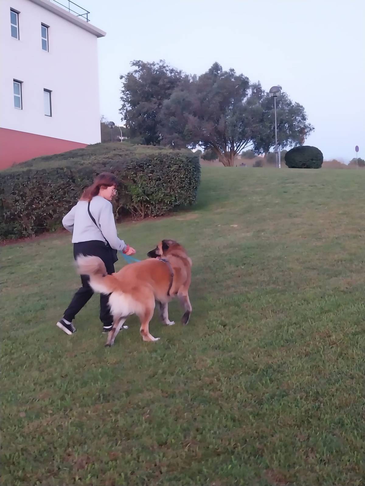 Beatriz Cardoso - Oeiras - Dog Walking