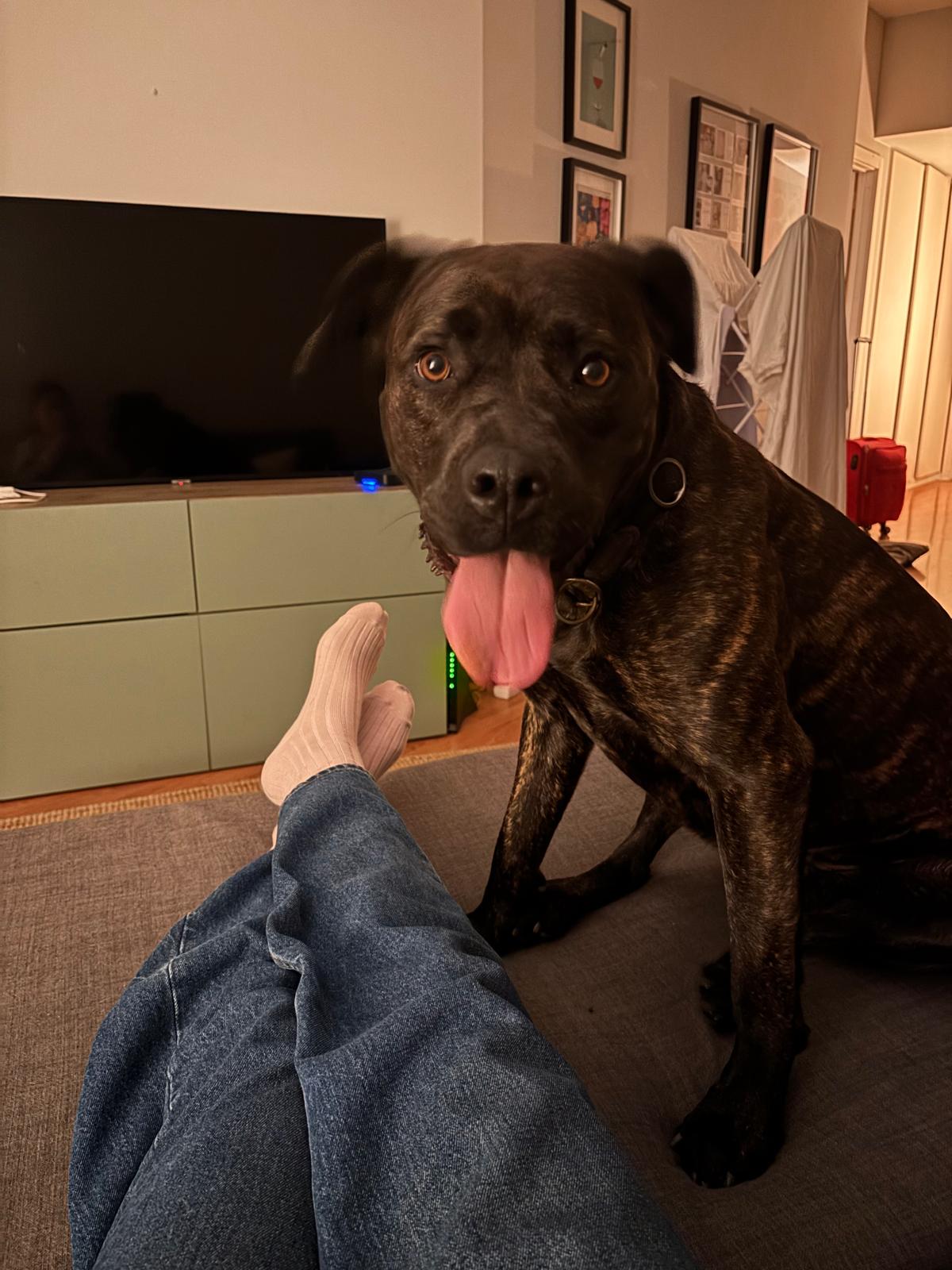 Constança - Porto - Dog Sitting