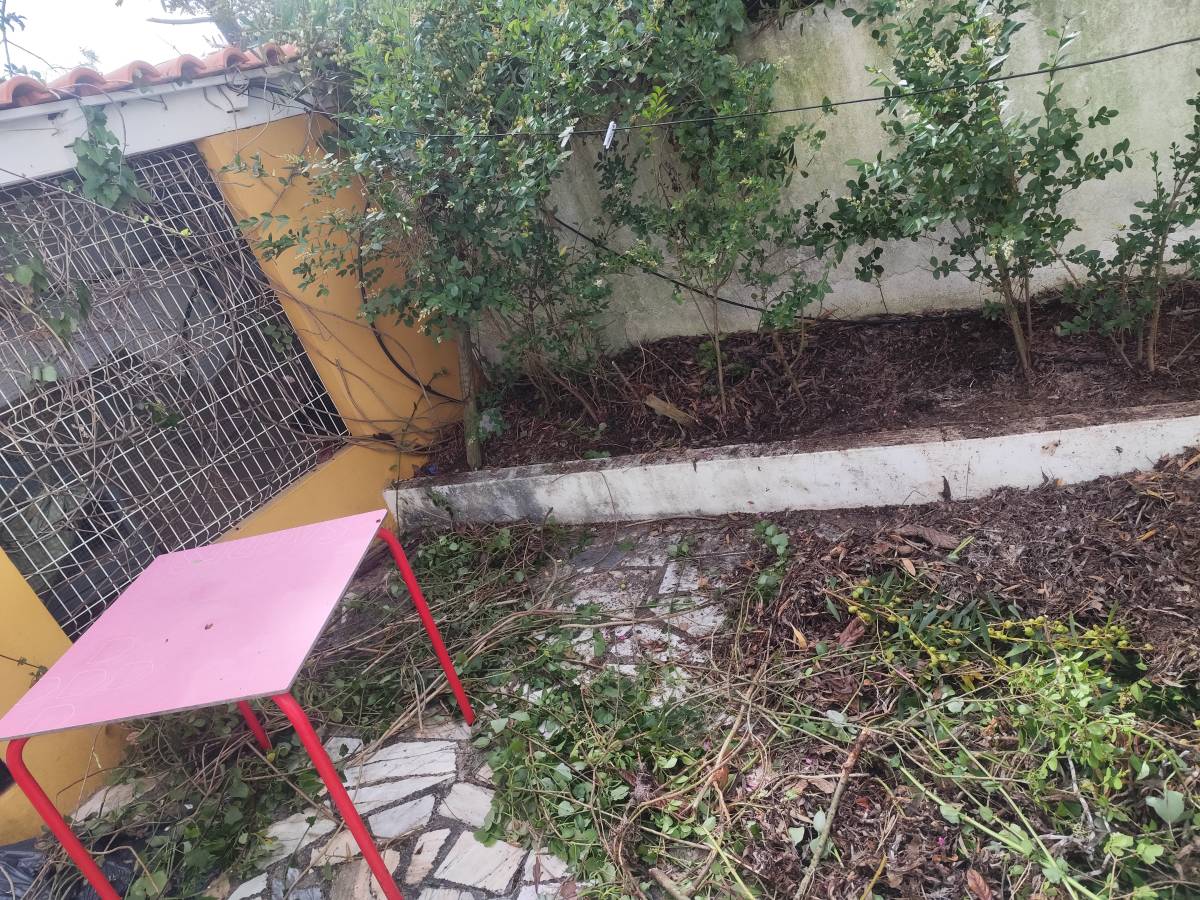 Artur - Sesimbra - Tree Trimming and Maintenance