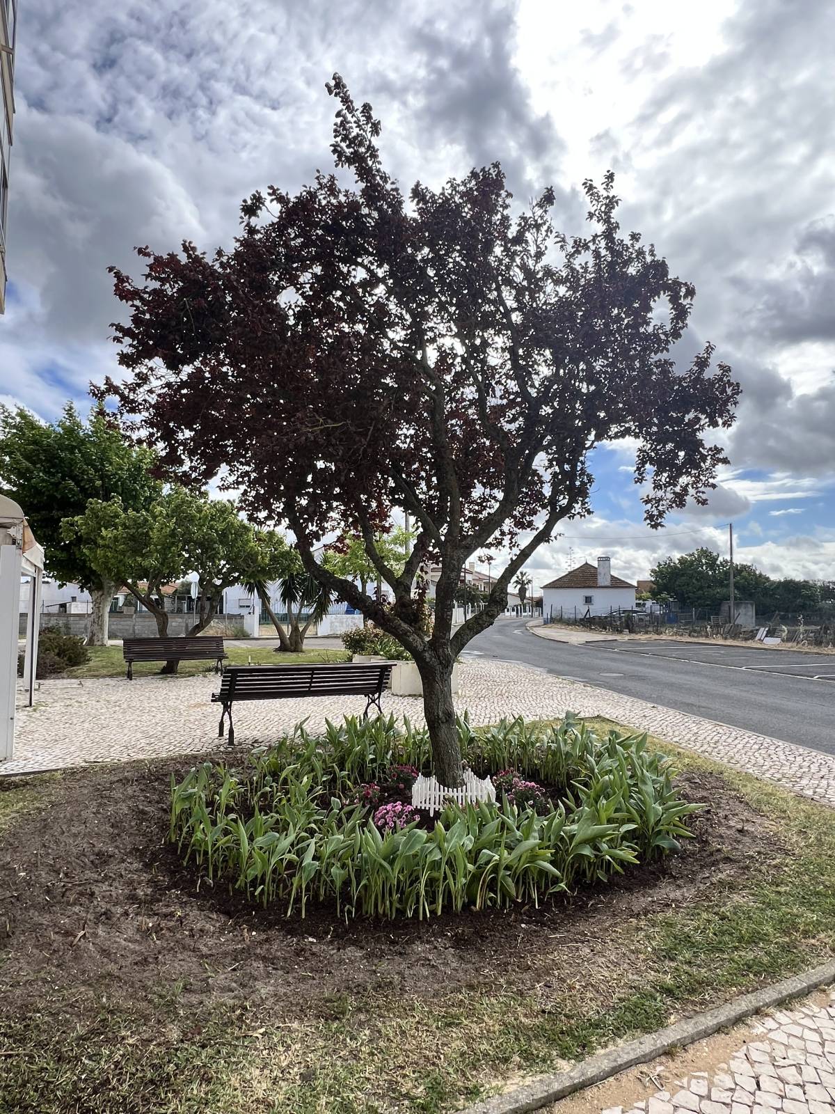 O mundo das plantas - Benavente - Plantación de árboles