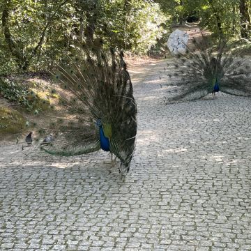 Domingas Albuquerque - Nelas - Limpeza de Propriedade