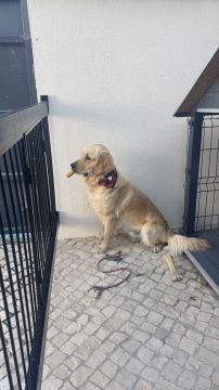Dog Daycare - Pet Boarding and Daycare