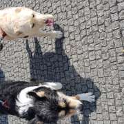Odara Ohannah - Porto - Dog Walking