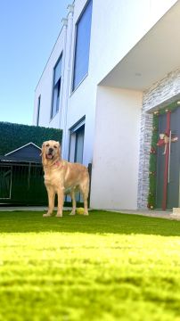 Dog Daycare