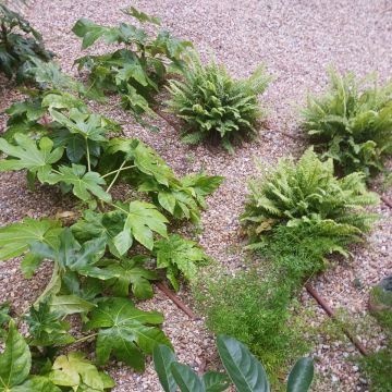 Diogo Gouveia - Garden Keeper - Manutenção de Jardins - Lisboa - Remoção de Arbustos
