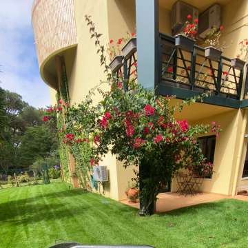 Verde com sede - Cascais - Tree Stump Grinding and Removal