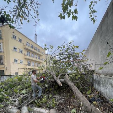 EPO Jadinagem e Construçao - Sintra - Enlèvement de souches d’arbres
