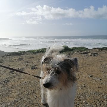 Beatriz Cardoso - Oeiras - Dog Sitting