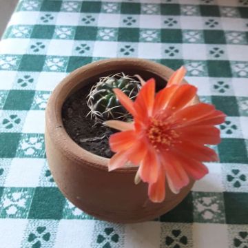 Javier Alejandro - Torres Novas - Limpeza de Chaminé