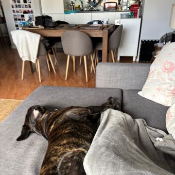 Constança - Porto - Banhos e Tosquias para Animais