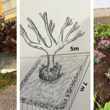 O mundo das plantas - Benavente - Plantación de árboles
