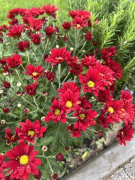 O mundo das plantas - Benavente - Poda y mantenimiento de árboles