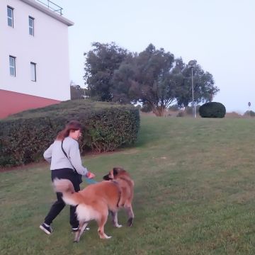 Beatriz Cardoso - Oeiras - Dog Walking