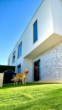 Dog Daycare - Pets