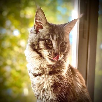 Judite Fernandes - Lisboa - Hotel for Cats