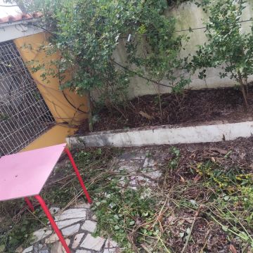 Artur - Sesimbra - Tree Trimming and Maintenance