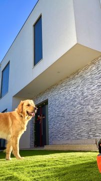 Pet Boarding and Daycare