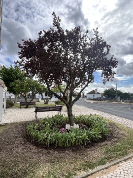 O mundo das plantas - Benavente - Plantación de árboles