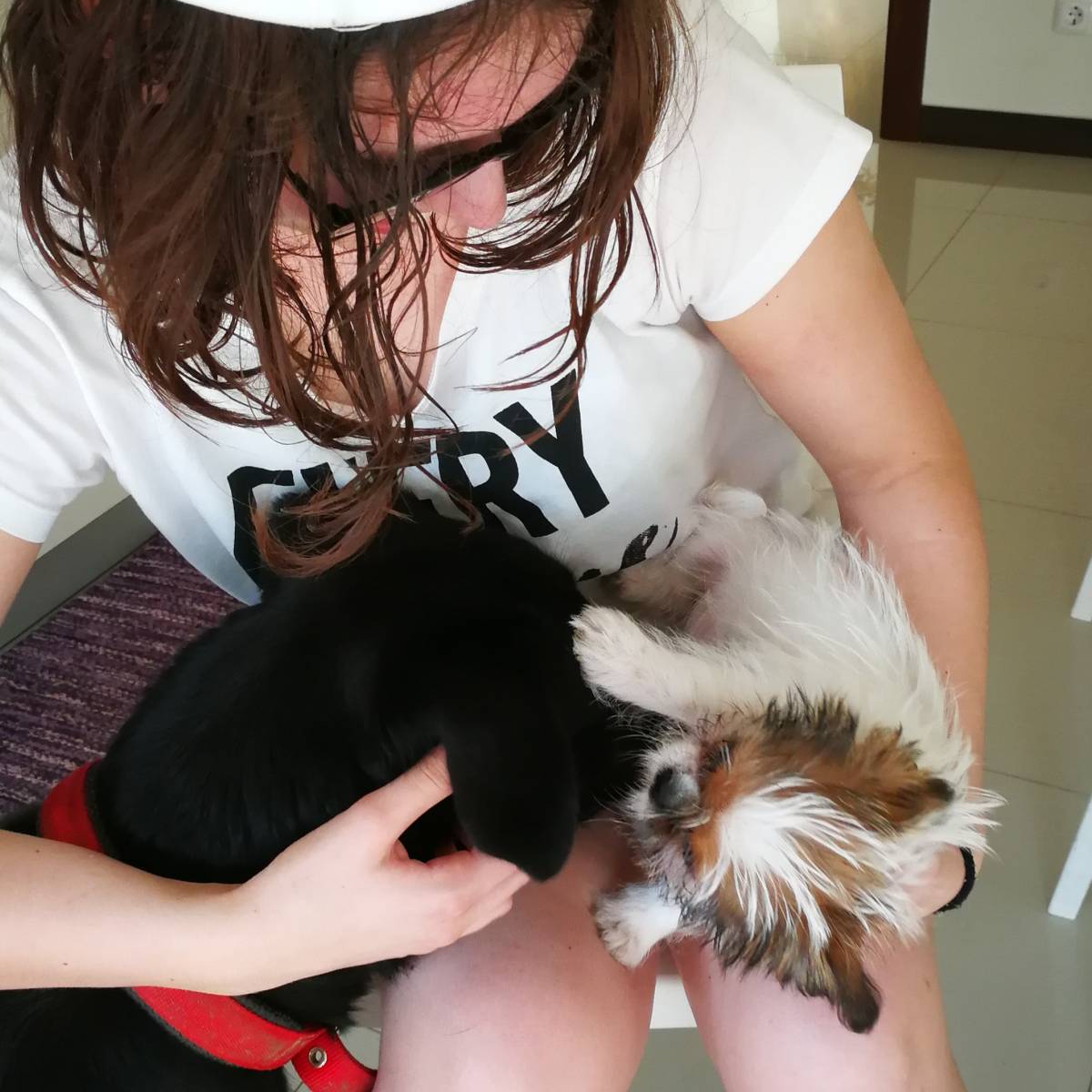 Ana Cardoso - Póvoa de Varzim - Dog Walking