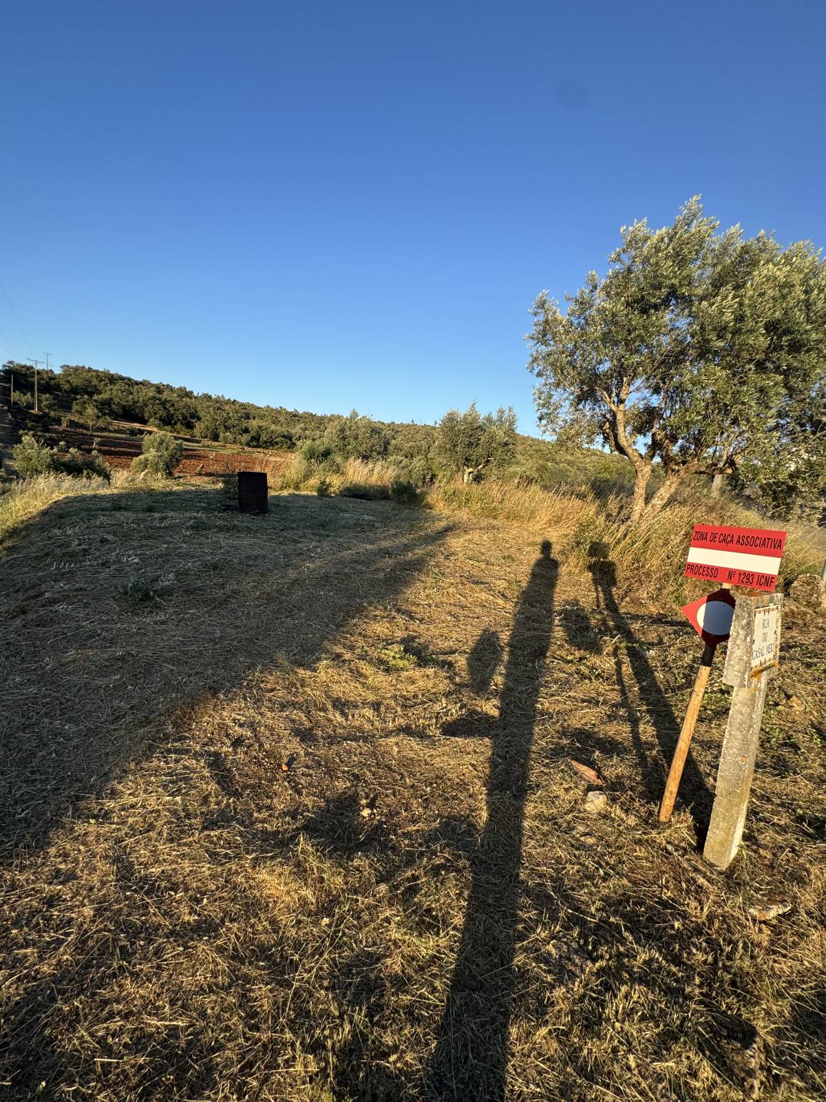 TN Roçagens Neves - Ferreira do Zêzere - Poda e Manutenção de Árvores