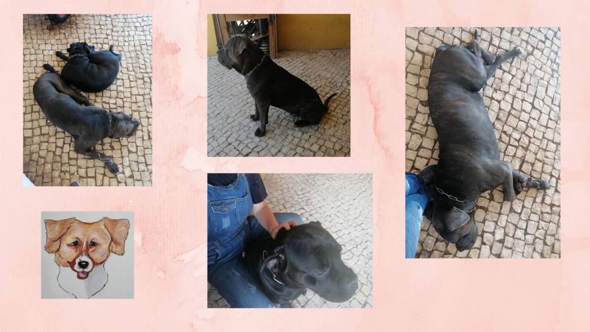 O Paxá - Vila Franca de Xira - Pet Sitting