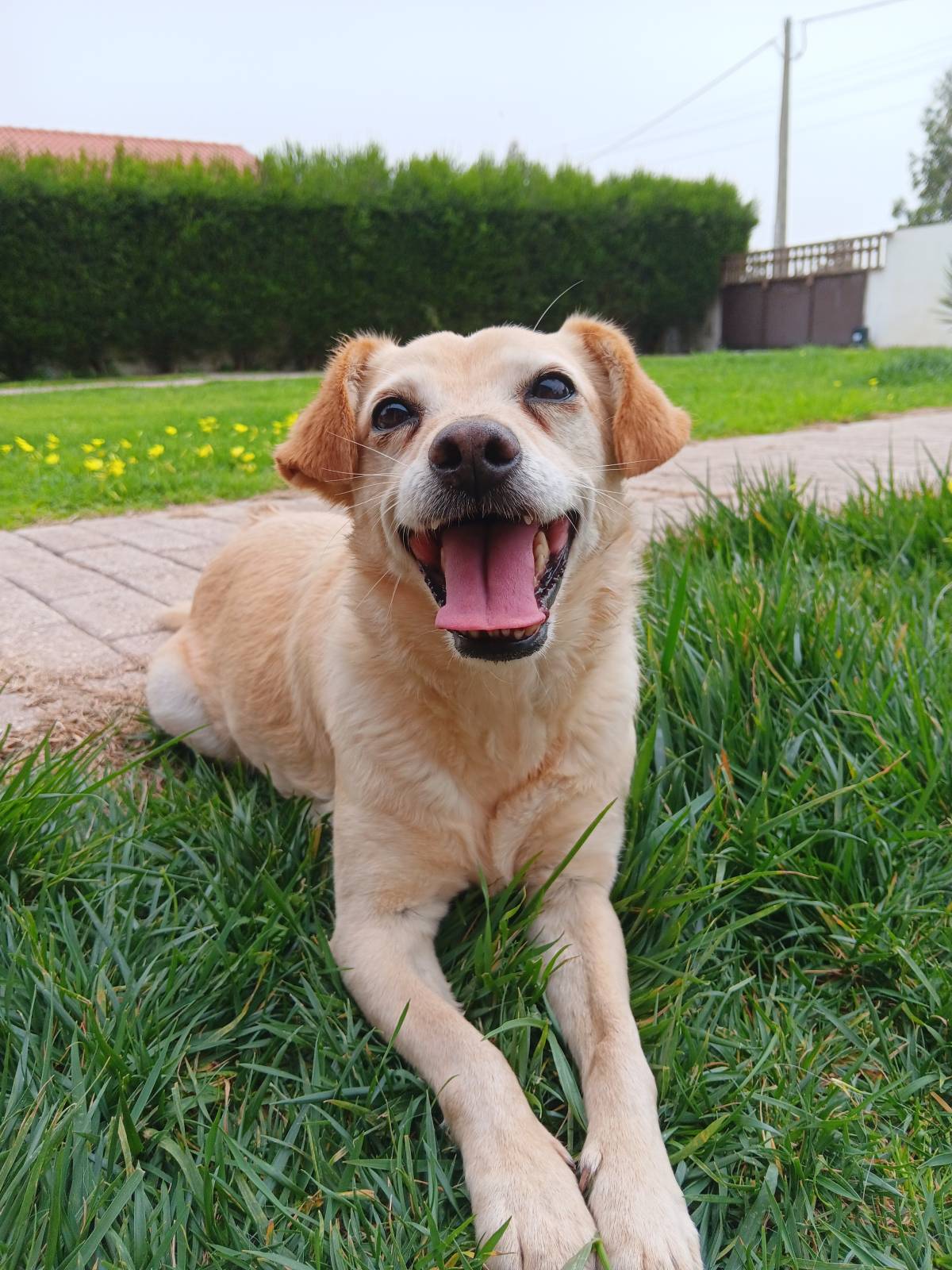 Cuido do seus Animais! 🥰 - Torres Vedras - Dog Walking