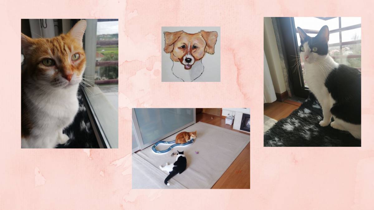 O Paxá - Vila Franca de Xira - Pet Sitting and Walking
