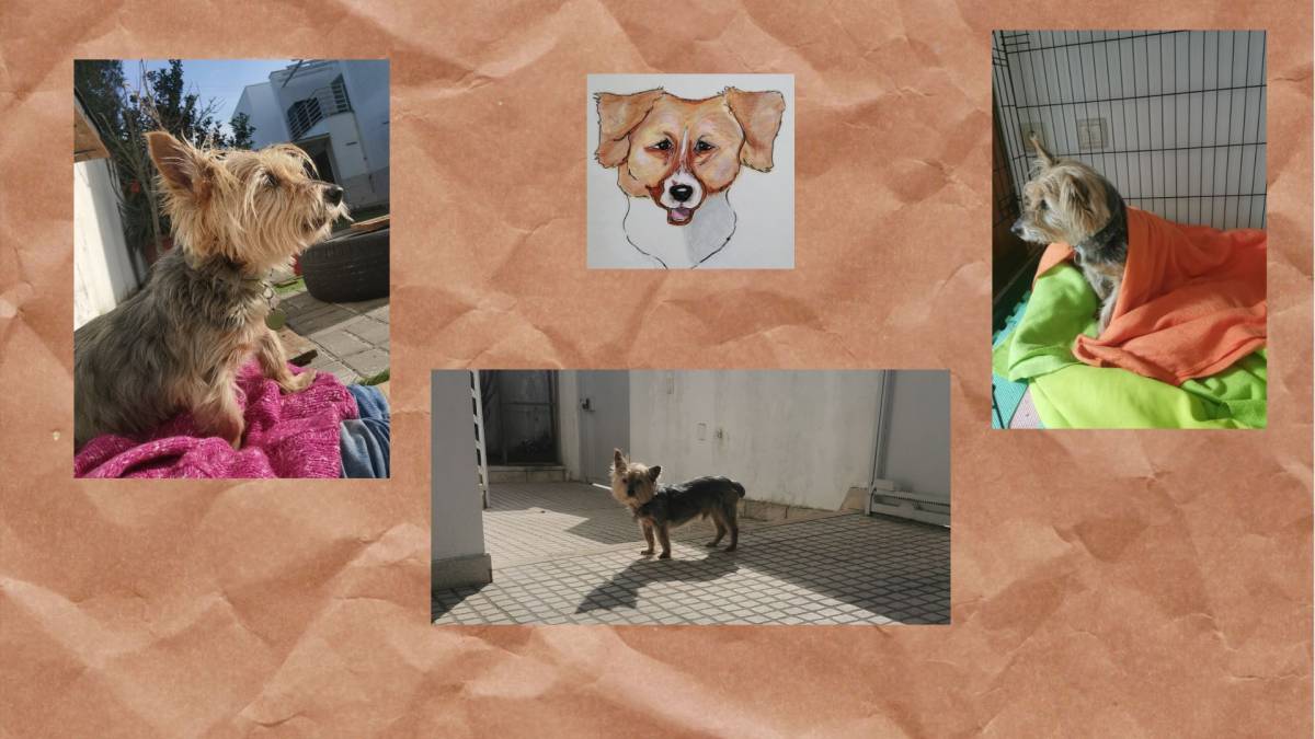 O Paxá - Vila Franca de Xira - Pet Care and Grooming