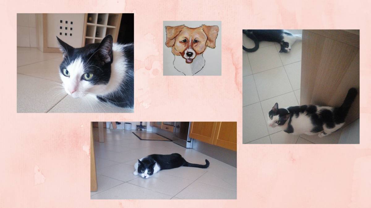 O Paxá - Vila Franca de Xira - Pet Sitting